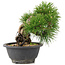 Pinus thunbergii, 19 cm, ± 18 años