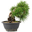 Pinus thunbergii, 19 cm, ± 18 Jahre alt