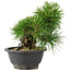 Pinus thunbergii, 19 cm, ± 18 years old