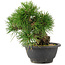 Pinus thunbergii, 19 cm, ± 18 Jahre alt