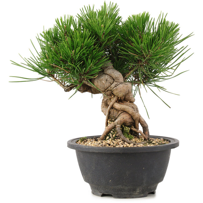 Pinus thunbergii, 20,5 cm, ± 18 jaar oud