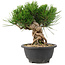 Pinus thunbergii, 20,5 cm, ± 18 anni