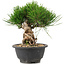 Pinus thunbergii, 20,5 cm, ± 18 ans