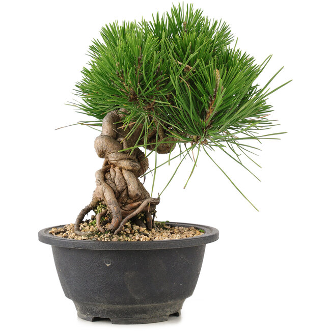 Pinus thunbergii, 20,5 cm, ± 18 años