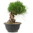 Pinus thunbergii, 20,5 cm, ± 18 years old