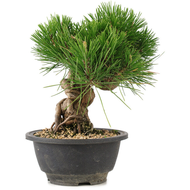 Pinus thunbergii, 20,5 cm, ± 18 años