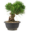 Pinus thunbergii, 20,5 cm, ± 18 Jahre alt