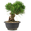 Pinus thunbergii, 20,5 cm, ± 18 years old