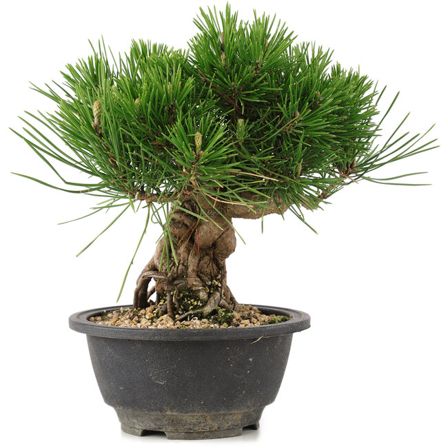 Pinus thunbergii, 20,5 cm, ± 18 anni