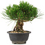 Pinus thunbergii, 20,5 cm, ± 18 jaar oud