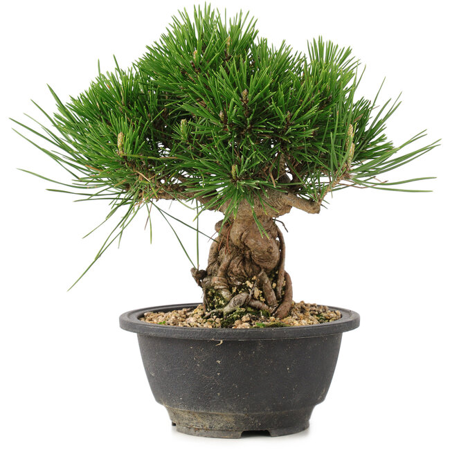 Pinus thunbergii, 20,5 cm, ± 18 anni