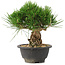 Pinus thunbergii, 20,5 cm, ± 18 años