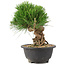 Pinus thunbergii, 20,5 cm, ± 18 años