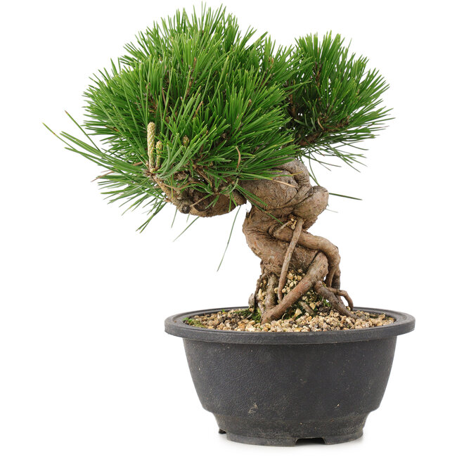 Pinus thunbergii, 20,5 cm, ± 18 jaar oud