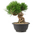 Pinus thunbergii, 20,5 cm, ± 18 años