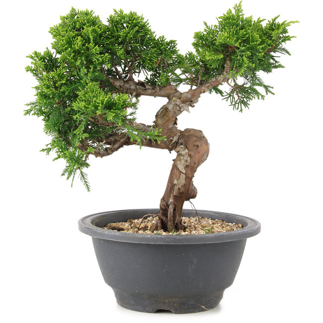 Juniperus chinensis Itoigawa, 20,5 cm, ± 12 ans