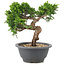 Juniperus chinensis Itoigawa, 20,5 cm, ± 12 años