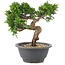 Juniperus chinensis Itoigawa, 20,5 cm, ± 12 Jahre alt