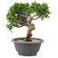 Juniperus chinensis Itoigawa, 20,5 cm, ± 12 Jahre alt