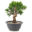 Juniperus chinensis Itoigawa, 20,5 cm, ± 12 jaar oud