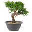 Juniperus chinensis Itoigawa, 20,5 cm, ± 12 anni