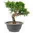 Juniperus chinensis Itoigawa, 20,5 cm, ± 12 años