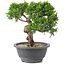 Juniperus chinensis Itoigawa, 20,5 cm, ± 12 years old