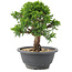 Juniperus chinensis Itoigawa, 20,5 cm, ± 12 jaar oud