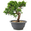Juniperus chinensis Itoigawa, 20,5 cm, ± 12 jaar oud