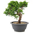 Juniperus chinensis Itoigawa, 20,5 cm, ± 12 Jahre alt