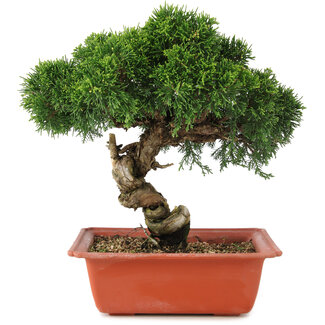 Juniperus chinensis Itoigawa, 26,5 cm, ± 18 anni