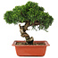 Juniperus chinensis Itoigawa, 26,5 cm, ± 18 Jahre alt