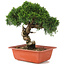 Juniperus chinensis Itoigawa, 26,5 cm, ± 18 Jahre alt