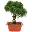 Juniperus chinensis Itoigawa, 26,5 cm, ± 18 años