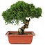 Juniperus chinensis Itoigawa, 26,5 cm, ± 18 jaar oud