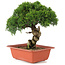 Juniperus chinensis Itoigawa, 26,5 cm, ± 18 years old