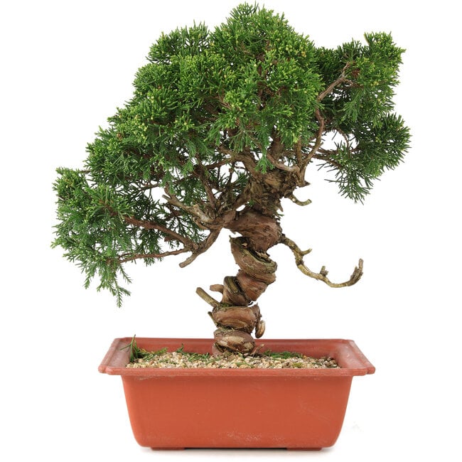 Juniperus chinensis Itoigawa, 29 cm, ± 18 años