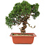 Juniperus chinensis Itoigawa, 29 cm, ± 18 ans