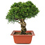 Juniperus chinensis Itoigawa, 26,5 cm, ± 18 anni