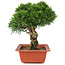 Juniperus chinensis Itoigawa, 26,5 cm, ± 18 Jahre alt
