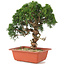 Juniperus chinensis Itoigawa, 29 cm, ± 18 anni
