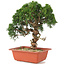 Juniperus chinensis Itoigawa, 29 cm, ± 18 Jahre alt