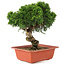 Juniperus chinensis Itoigawa, 26,5 cm, ± 18 ans