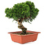 Juniperus chinensis Itoigawa, 26,5 cm, ± 18 years old