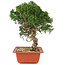 Juniperus chinensis Itoigawa, 29 cm, ± 18 anni