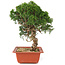 Juniperus chinensis Itoigawa, 29 cm, ± 18 ans