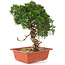 Juniperus chinensis Itoigawa, 29 cm, ± 18 Jahre alt