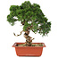 Juniperus chinensis Itoigawa, 29 cm, ± 18 years old