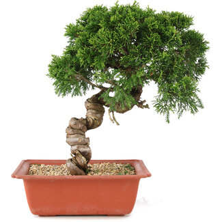 Juniperus chinensis Itoigawa, 28 cm, ± 18 years old