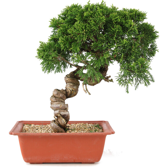 Juniperus chinensis Itoigawa, 28 cm, ± 18 jaar oud
